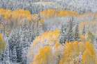USA, Colorado, Gunnison National Forest. Snow-covered forest in autumn. Art Print
